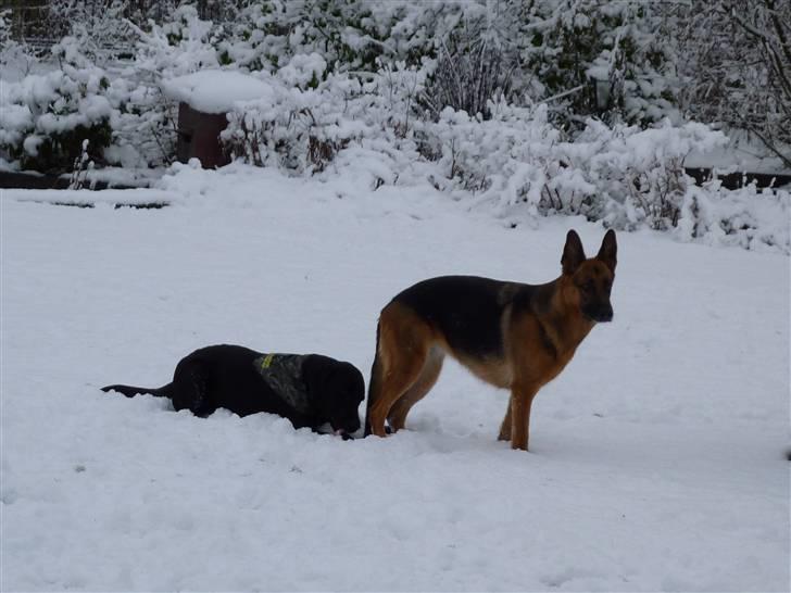 Schæferhund Sandra - Lillebror kan forholde sig i ro en gang i mellem :) billede 16