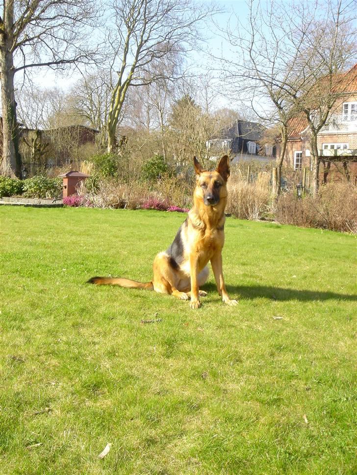 Schæferhund Sandra - Ser helt kongelig ud :D billede 17