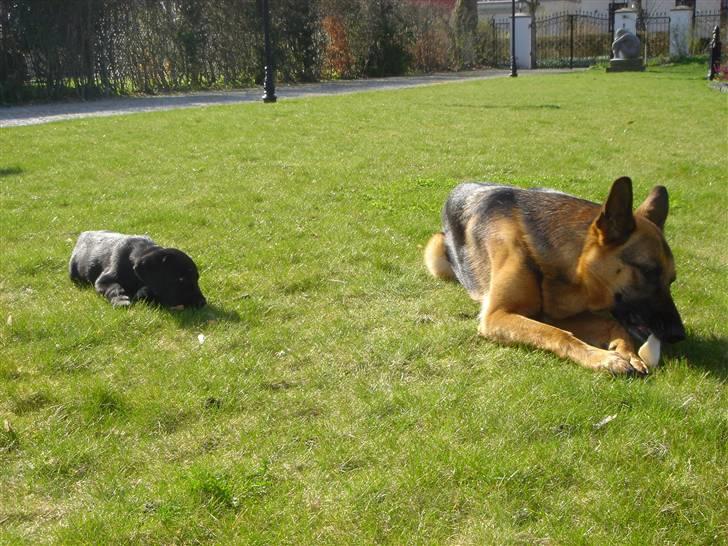 Schæferhund Sandra - Sandra & Micki billede 18