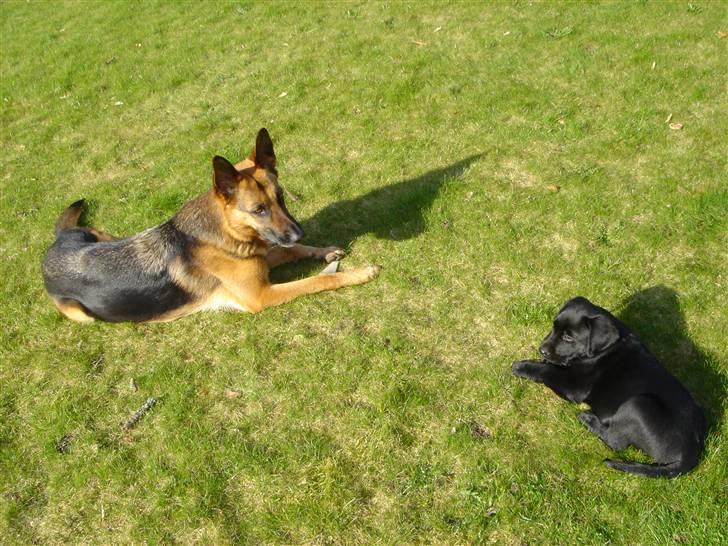 Schæferhund Sandra - Sandra & Micki billede 19