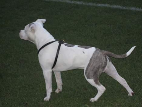 Amerikansk staffordshire terrier Chico - 6 mdr billede 8