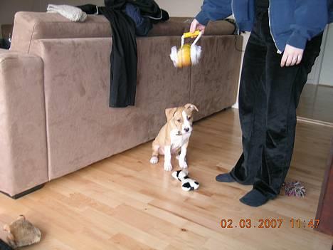 Amerikansk staffordshire terrier Buller billede 9