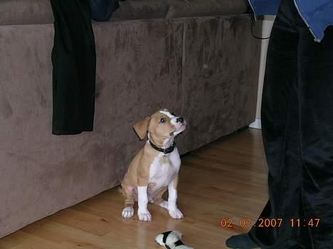 Amerikansk staffordshire terrier Buller billede 10