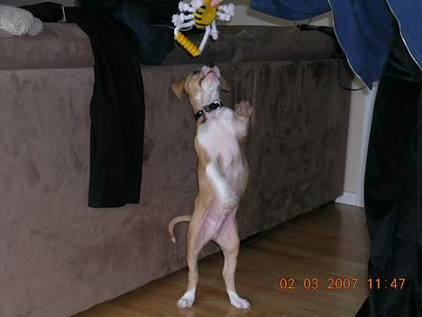 Amerikansk staffordshire terrier Buller billede 11