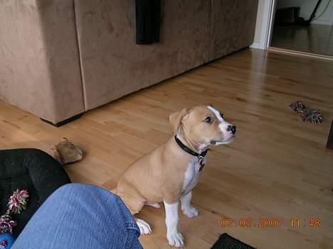 Amerikansk staffordshire terrier Buller billede 12