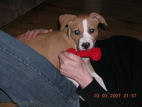 Amerikansk staffordshire terrier Buller billede 13