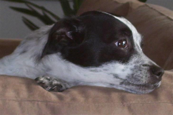 Dansk svensk gaardhund R.I.P.  Rikke - Uh kommer der noge man skal gø af ? billede 4