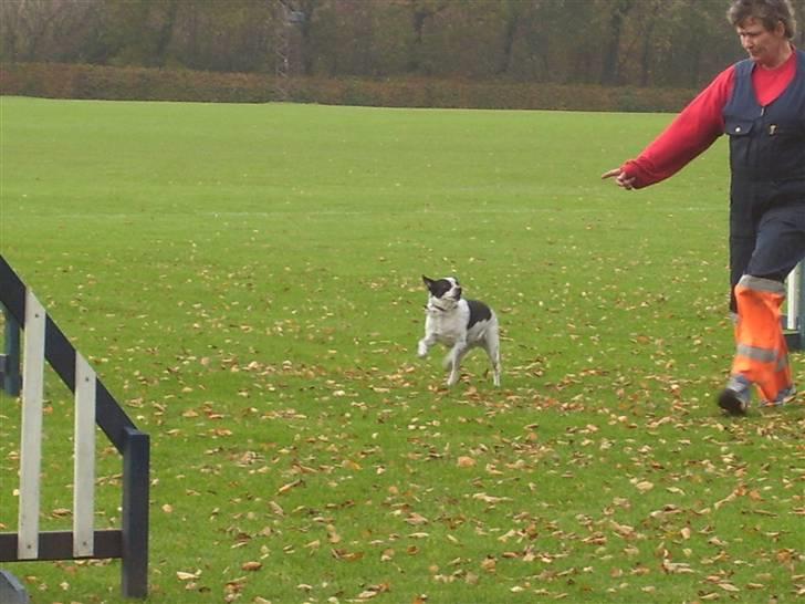 Dansk svensk gaardhund R.I.P.  Rikke - Rikkes første agility konkurrence for begyndere billede 5
