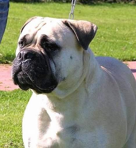 Bullmastiff Tiny billede 1