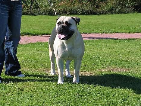 Bullmastiff Tiny billede 2
