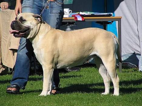 Bullmastiff Tiny billede 3