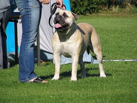 Bullmastiff Tiny billede 4