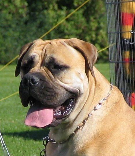 Bullmastiff Amy billede 1