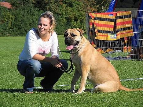 Bullmastiff Amy billede 2