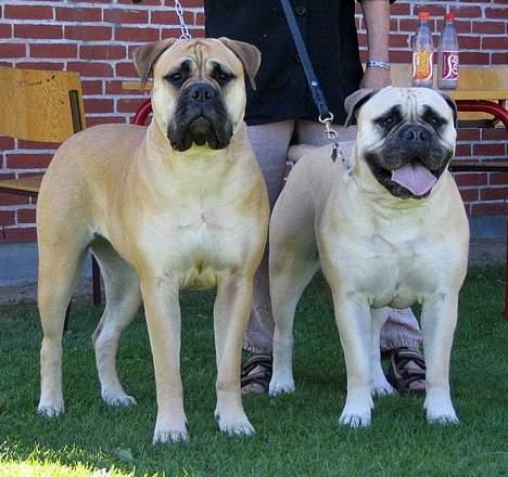 Bullmastiff Amy - mig og min moar billede 3