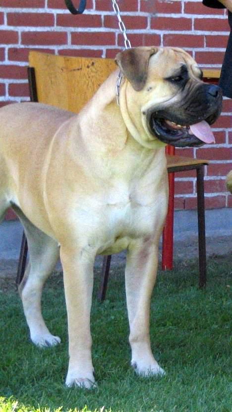 Bullmastiff Amy billede 4