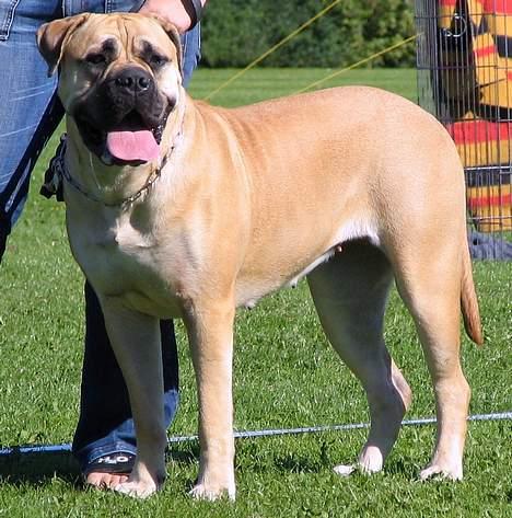Bullmastiff Amy billede 5