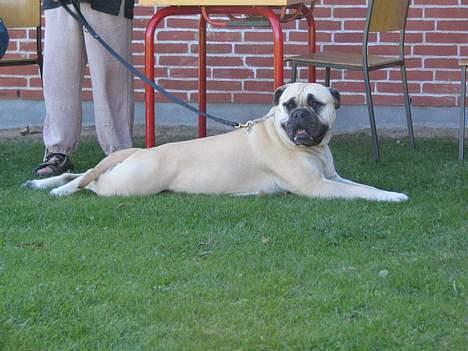 Bullmastiff Tiny billede 6