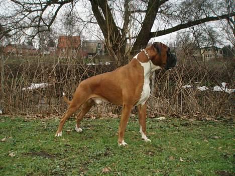 Boxer Arlu - 5 1/2 år dato 03-03-07 billede 14