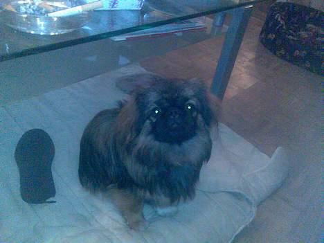 Pekingeser Gizmo - Mor jeg ved jo godt, at jeg er sød på billeder. billede 16