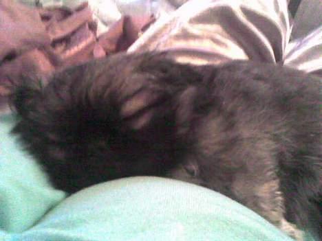 Pekingeser Gizmo - Sover i fars dejlige dyne.  billede 18