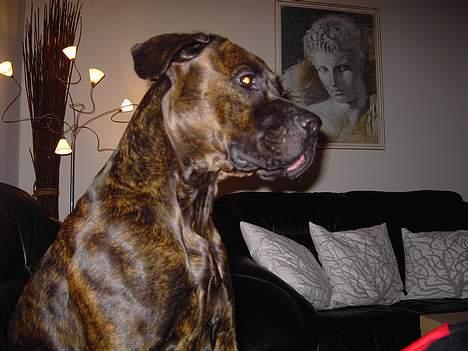 Amerikansk staffordshire terrier Jackie Brown R.I.P - dyrk mig lige... billede 7