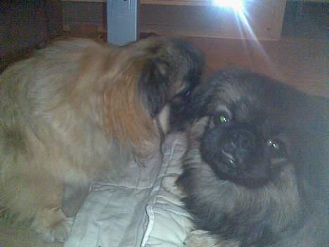 Pekingeser Gizmo - Bliver lige vasket af bror, dejligt. det er nemlig altid mig som vasker ham. billede 19