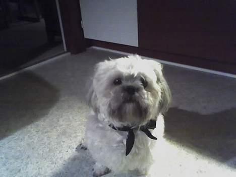 Shih tzu LUI - Lui hjemme i køkkenet billede 16