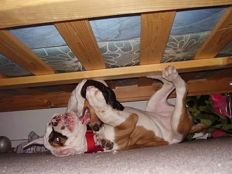 Dansk svensk gaardhund daisy  - daisy tar abby midt om natten billede 18