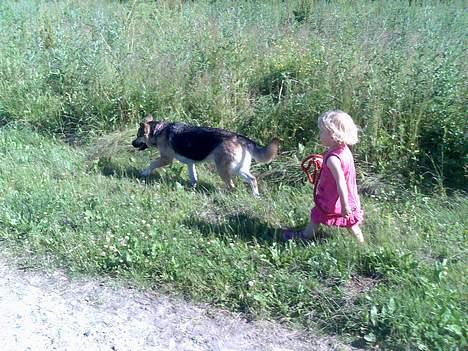 Blanding af racer Zille - Bare følg med billede 2