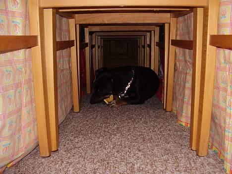 Blanding af racer plet *aflivet* - plet har lagt sig midt i stole tunelden billede 13