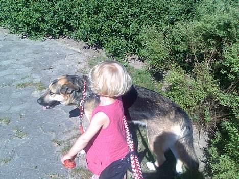 Blanding af racer Zille - Sommeren 2006 billede 3