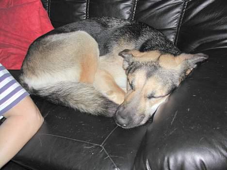 Blanding af racer Zille - Jeg må godt sove i sofaen! 2002 billede 4