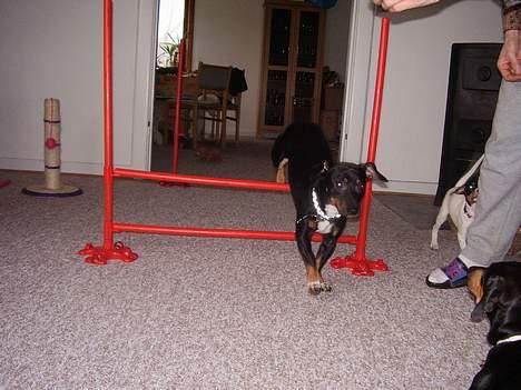 Blanding af racer plet *aflivet* - spring plet billede 14