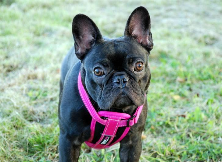 Fransk bulldog Helimo's Mocca billede 6