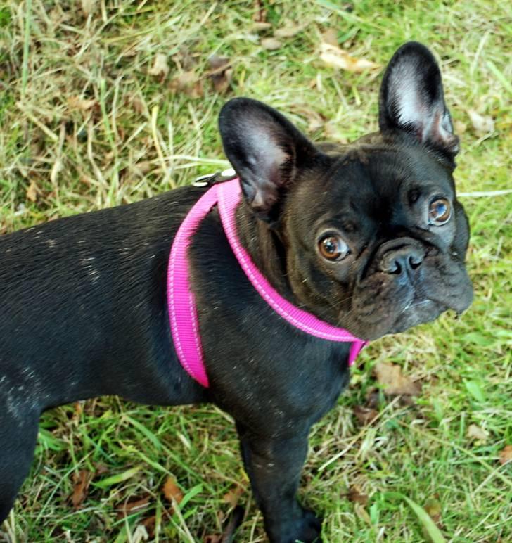 Fransk bulldog Helimo's Mocca billede 7