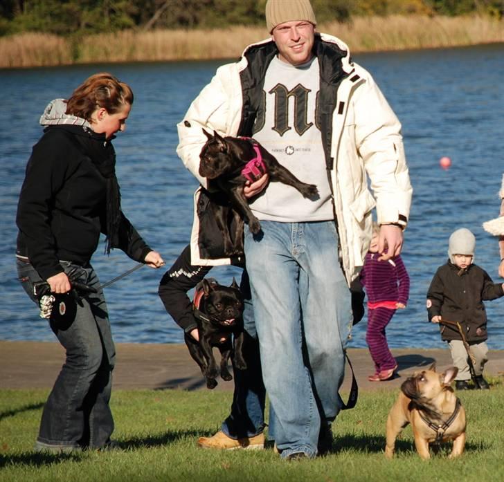 Fransk bulldog Helimo's Mocca - Min far måtte lige redde mig fra Lotus & Buddha.. De synes jeg er rigtig lækker.. billede 8