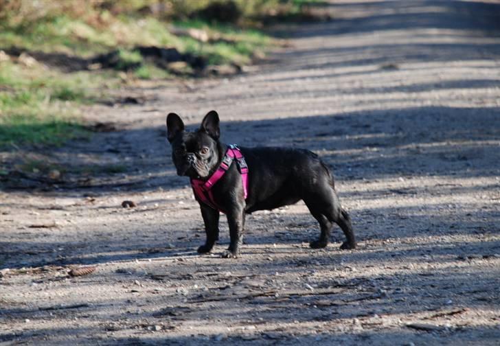 Fransk bulldog Helimo's Mocca billede 9