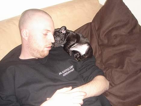 Fransk bulldog Helimo's Mocca - Sover hos far igen... billede 10