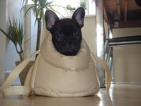 Fransk bulldog Helimo's Mocca - Her er jeg i min taske... billede 11