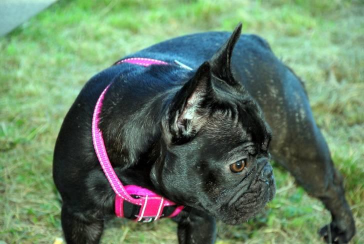 Fransk bulldog Helimo's Mocca billede 12