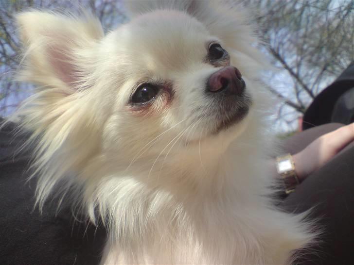 Blanding af racer Nikki - Hej. Her er jeg så, jeg hedder Nikki :) billede 1