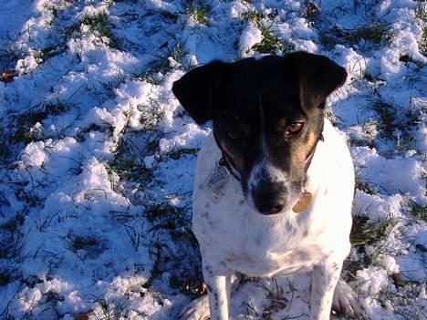 Dansk svensk gaardhund Frida billede 10