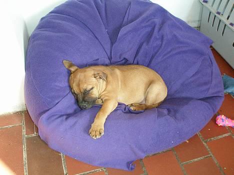 Staffordshire bull terrier Diamond. (Sniff) - sniff træt efter leg med Tanne billede 6