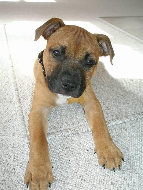 Staffordshire bull terrier Diamond. (Sniff) billede 7