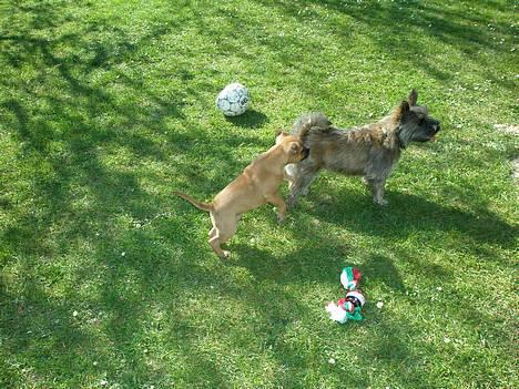 Staffordshire bull terrier Diamond. (Sniff) - Sniff &Tanne billede 8