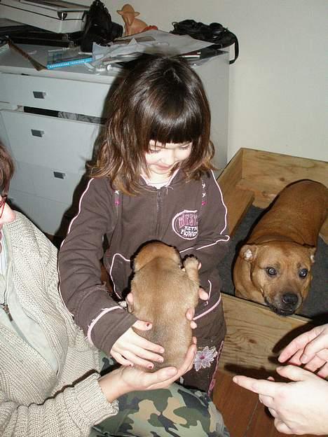 Staffordshire bull terrier Diamond. (Sniff) billede 9