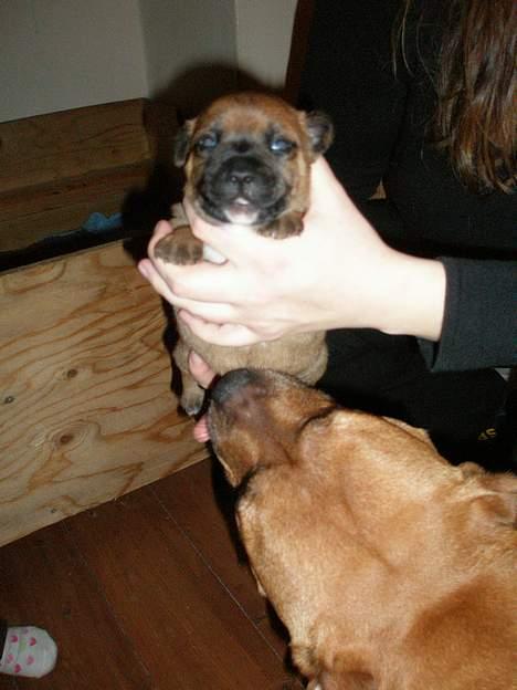 Staffordshire bull terrier Diamond. (Sniff) billede 10