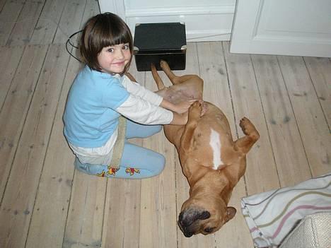 Staffordshire bull terrier Diamond. (Sniff) billede 11