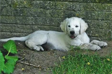 Golden retriever Bamse - 11 uger gammel. Jeg elsker at grave i jorden. billede 11